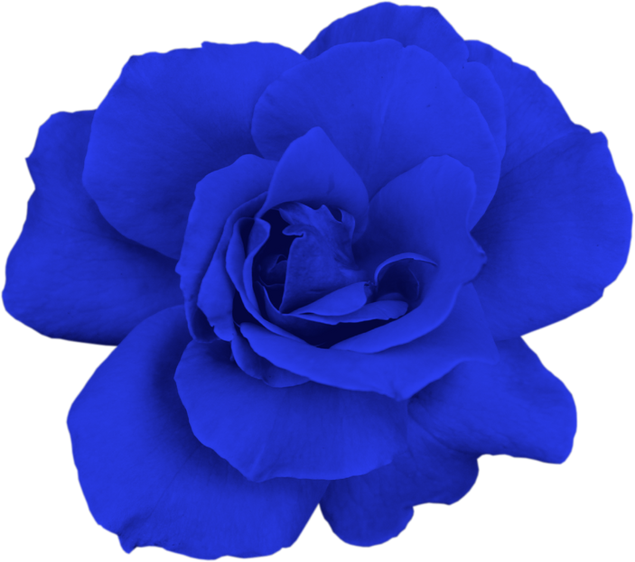 Blue rose close-up isolated